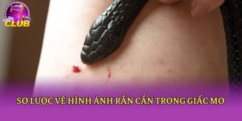 Sơ lược về hình ảnh rắn cắn trong giấc mơ